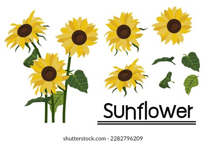 sunflower isolated on white background.Eps 10 vector.