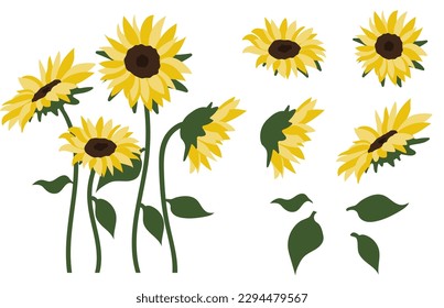 sunflower isolated on white background.Eps 10 vector. svg