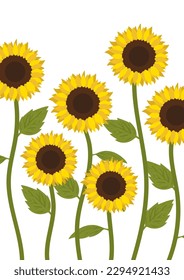 sunflower isolated on white background.Eps 10 vector.