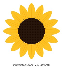 Sunflower isolated on white background