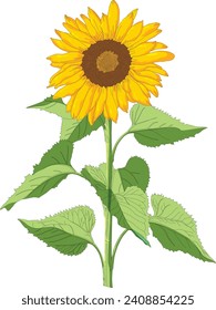 Sonnenblume einzeln auf weißem Hintergrund