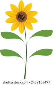Sonnenblume isoliert auf weißem Hintergrund.