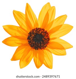 sunflower isolated on white background, yellow sunflower isolated on white