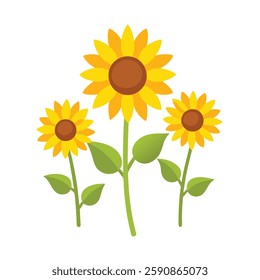 sunflower isolated on white, sunflower isolated on white background, sunflowers vector on white background