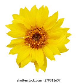 sunflower isolated on white background, vector