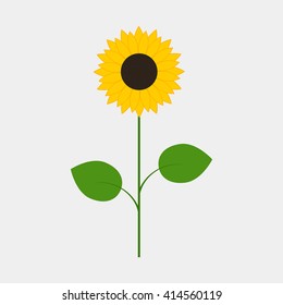 Sunflower isolated on white background
