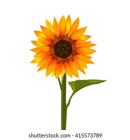 Sunflower isolated on white background. Vector illustration.