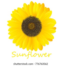Sunflower isolated on white background illustration set