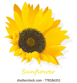 Sunflower isolated on white background illustration