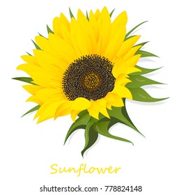 Sunflower isolated on white background illustration set