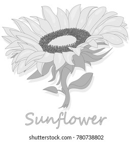 Sunflower isolated on white background illustration set