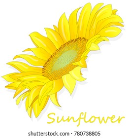 Sunflower isolated on white background illustration set