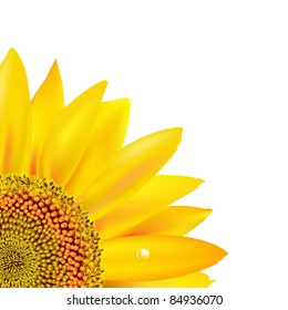 Sunflower, Isolated On White Background, Vector Illustration