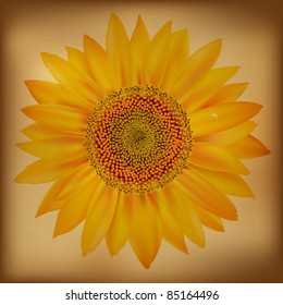Sunflower, Isolated On White Background, Vector Illustration