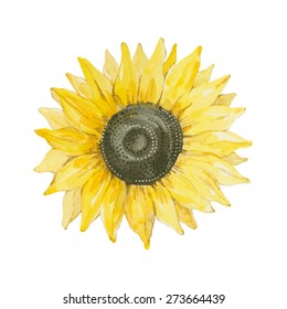 Sunflower isolated on a white background.Vector, watercolor hand drawn  illustration.
