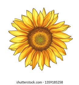 99,832 Sunflower Stock Vectors, Images & Vector Art | Shutterstock