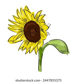 sunflower isolated on white drawing vector,comic art	