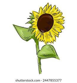 sunflower isolated on white drawing vector,comic art	