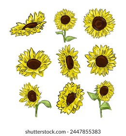 sunflower isolated on white drawing vector,comic art	