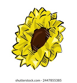 sunflower isolated on white drawing vector,comic art	