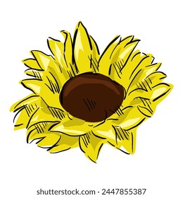 sunflower isolated on white drawing vector,comic art	