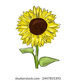 sunflower isolated on white drawing vector,comic art	