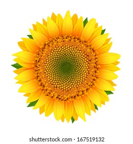 Sunflower isolated on white vector illustration