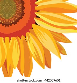 Sunflower isolated on white. Vector flower 