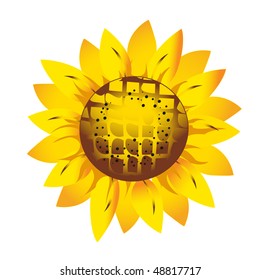 Sunflower  isolated on white.Spring flower