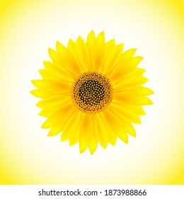 Sunflower isolated on white-yellow background.Vector illustration.