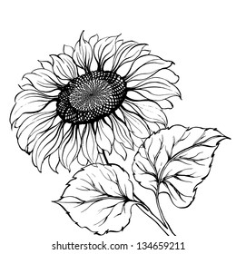 Sunflower isolated over white. Vector illustration.