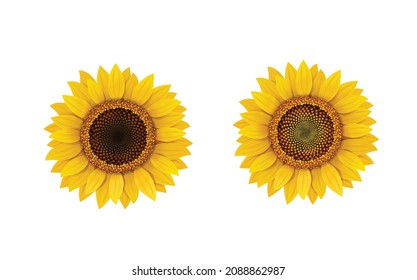 Sunflower  isolated, realistic flower in ripe and unripe sunflower seeds vector illustration. svg