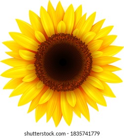 Sunflower isolated, realistic yellow summer flower vector illustration.