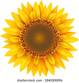 Sunflower isolated, realistic yellow summer flower vector illustration.