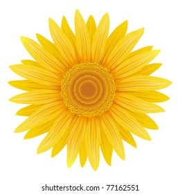 Sunflower isolated, vector, EPS 8, CMYK.