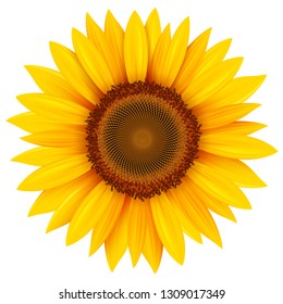 Sunflower isolated, vector flower.