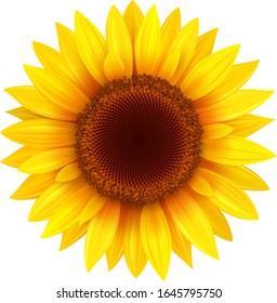 Sunflower isolated, vector flower illustration.