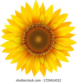 Sunflower isolated, vector flower illustration.