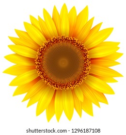 Sunflower isolated, vector illustration.