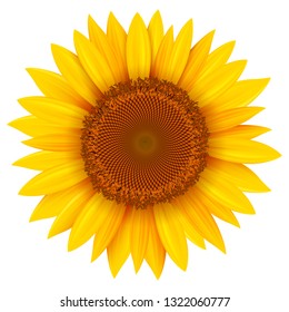 Sunflower isolated, vector illustration.