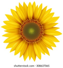 Sunflower isolated, vector illustration.