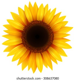 Sunflower isolated, vector illustration.