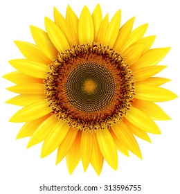 Sunflower isolated, vector illustration.