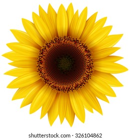 Sunflower isolated, vector illustration.