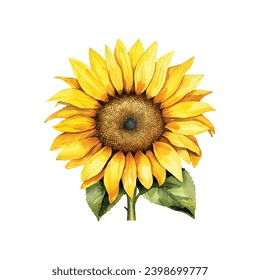 vector aislado de girasol en el diseño de fondo blanco 