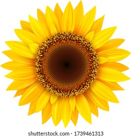 Sunflower isolated, yellow summer flower vector illustration.