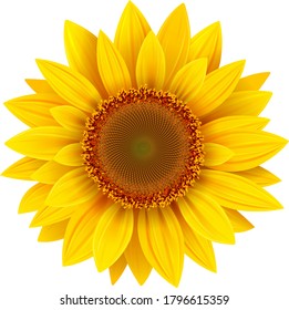 Sunflower isolated, yellow summer flower vector illustration.