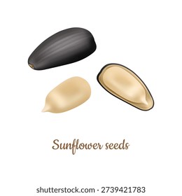 Sunflower kernels realistic unshelled and with shells. Vector raw or roasted asteraceae seeds, salted or flavored snack food. Vegetable proteins and healthy fats source. Sweets and desserts ingredient