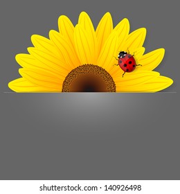 Sunflower and ladybird on grey background. Vector illustration.