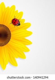 Sunflower and ladybird on white background. Vector illustration.